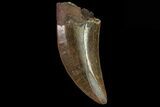 Serrated, Tyrannosaur (Nanotyrannus) Tooth - South Dakota #81364-1